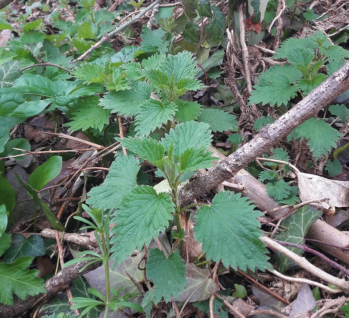 L'ortie, une plante sauvage facile à reconnaître