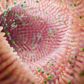 Bactéries intestinales Microbiote