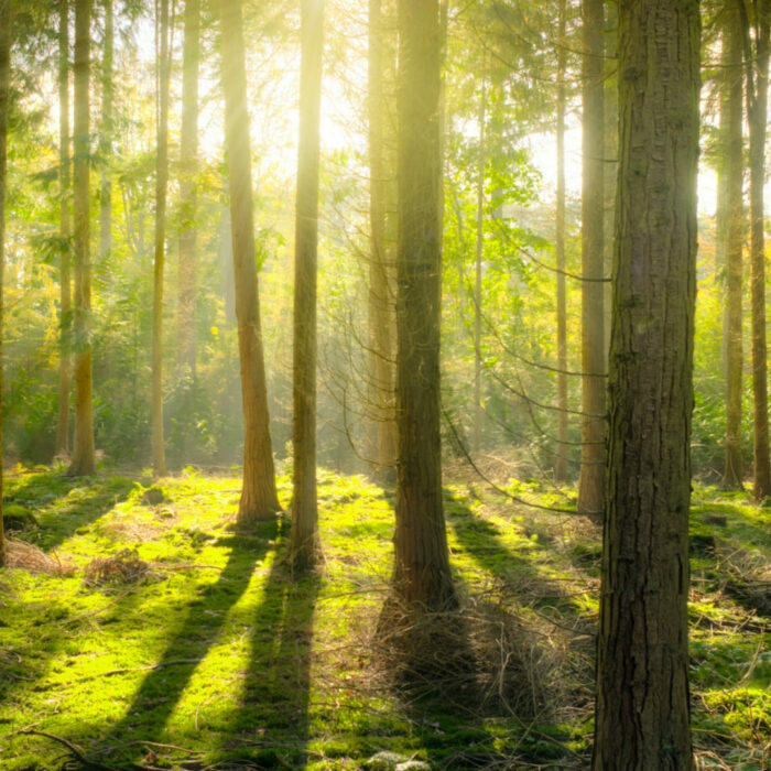 Forêt Deux-Sèvres