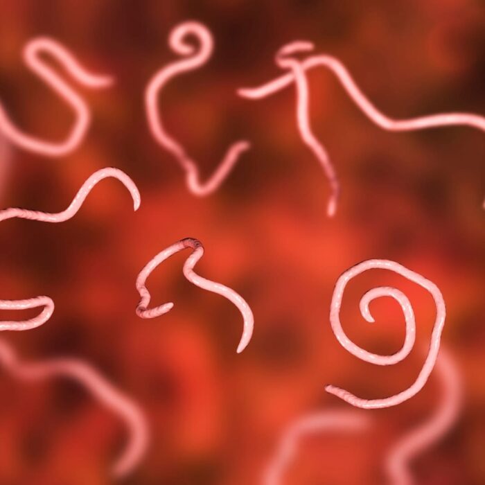 Parasites intestinaux dégats