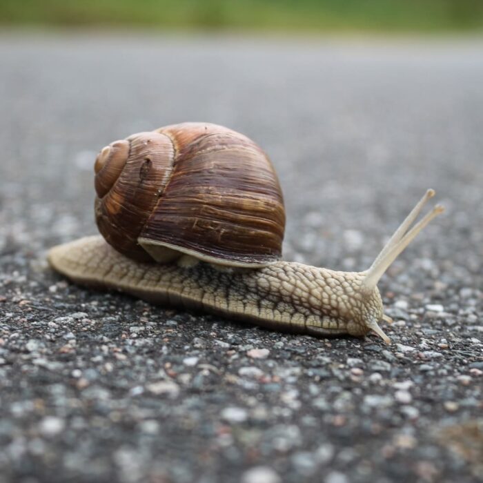 Digestion lente trouble